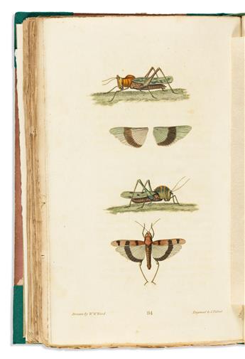 (INSECTS.) Thomas Say. American Entomology, or Descriptions of the Insects of North America.